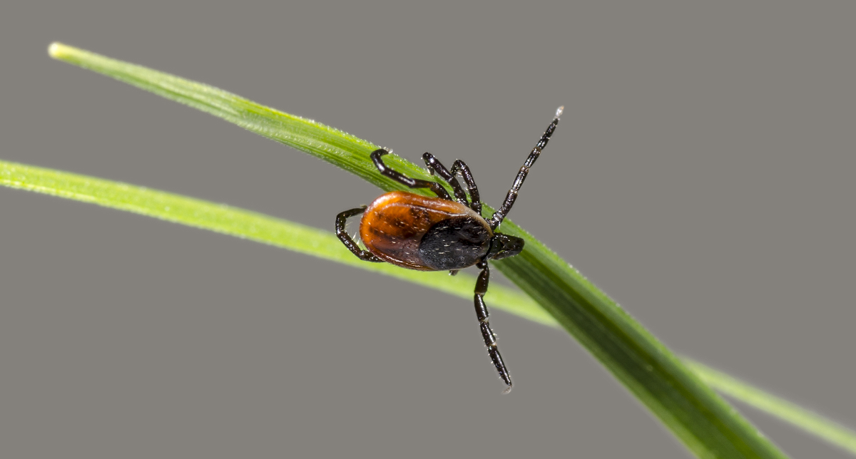 TICK-BORNE DISEASES: BABESIOSIS